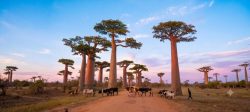 Madagascar