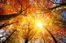 clima_copernicus
